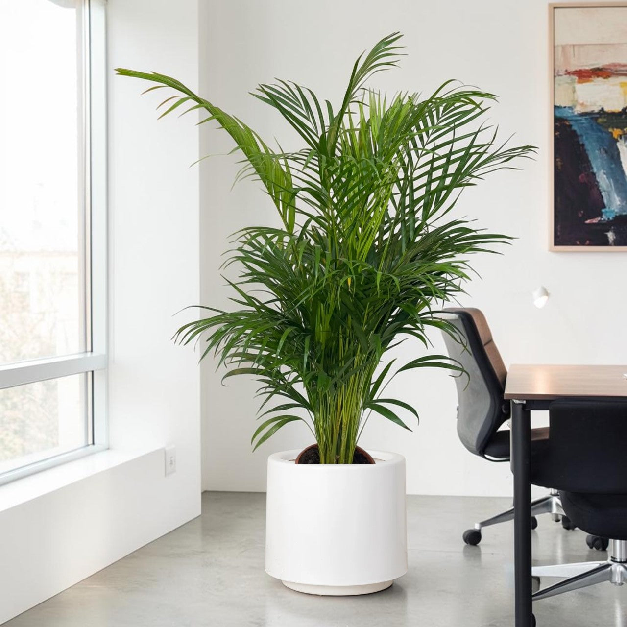 Areca Palm Holland (Chrysalidocarpus Lutescens)