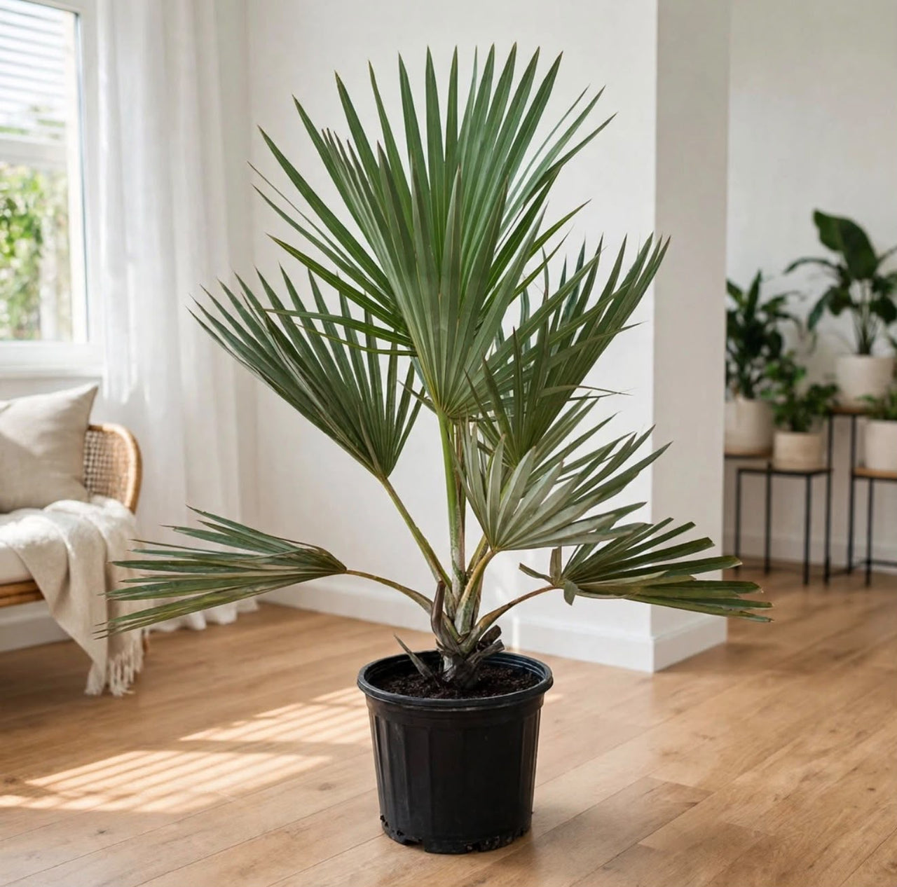 Latania lontaroides – Red Latan Palm