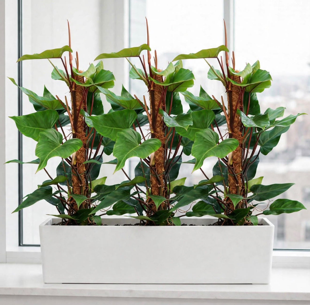 Philodendron Triple with Pole in White GRP Trough – GRP 90x30x30cm Pot – Office/Home Bundle