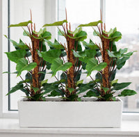 Philodendron Triple with Pole in White GRP Trough – GRP 90x30x30cm Pot – Office/Home Bundle