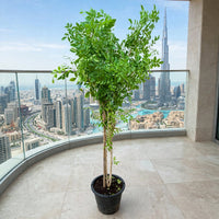 Jasmine Thai-Murraya Paniculata (Orange Jasmine Plant)