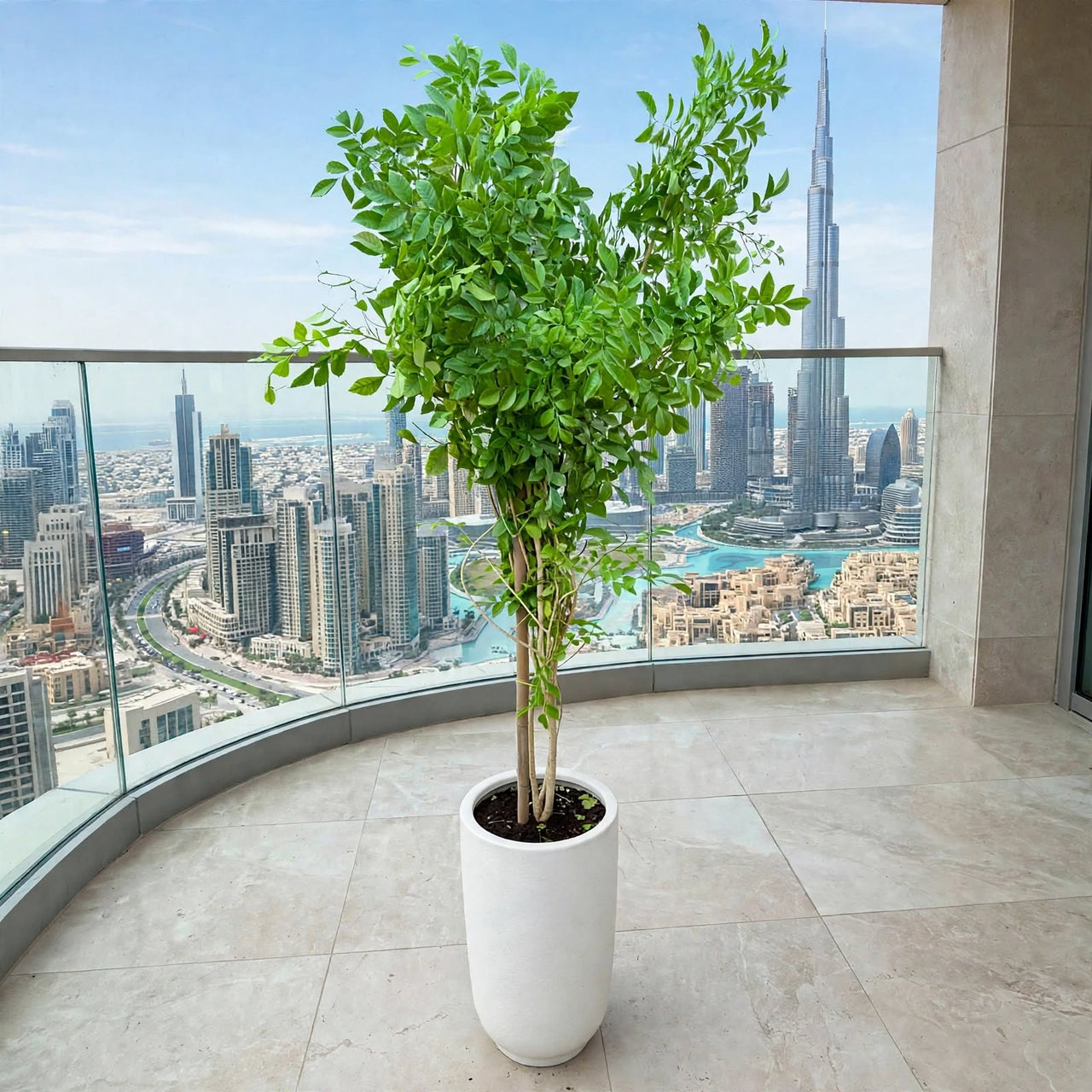 Jasmine Thai-Murraya Paniculata (Orange Jasmine Plant)