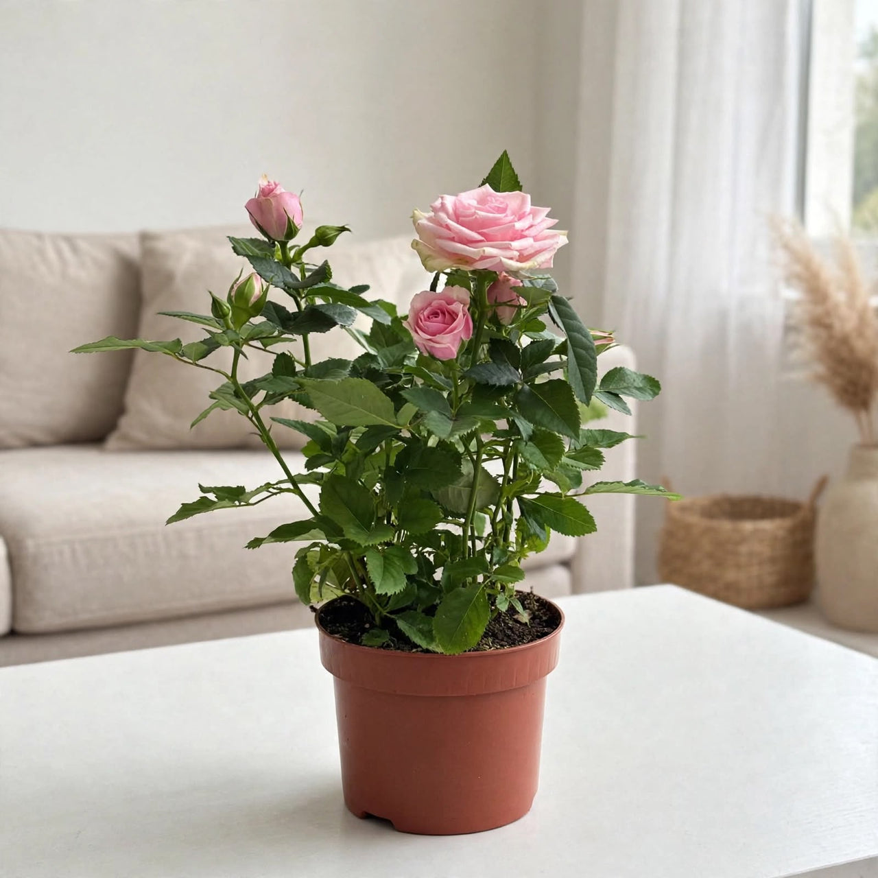Rose Indoor Plant- Holland - Mixed Colors