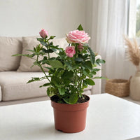 Rose Indoor Plant- Holland - Mixed Colors