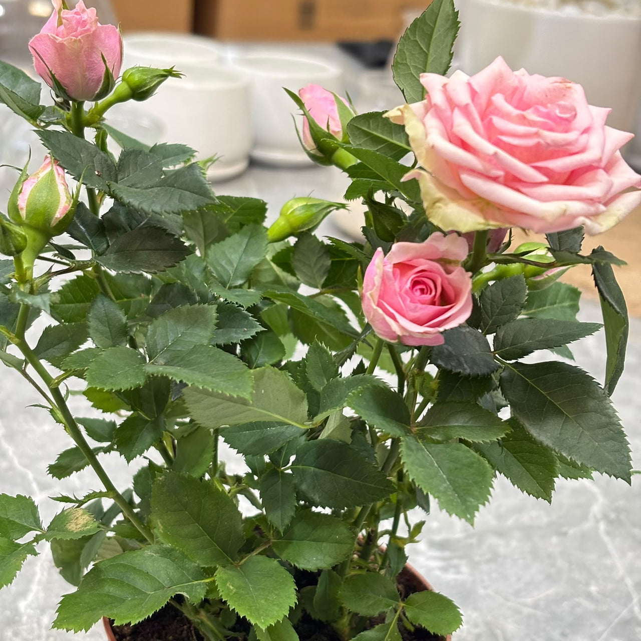 Rose Indoor Plant- Holland - Mixed Colors