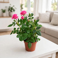 Rose Indoor Plant- Holland - Mixed Colors