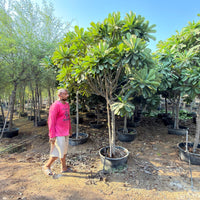 Plumeria Obtusa - Frangipani
