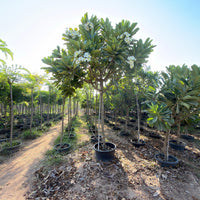 Plumeria Obtusa - Frangipani