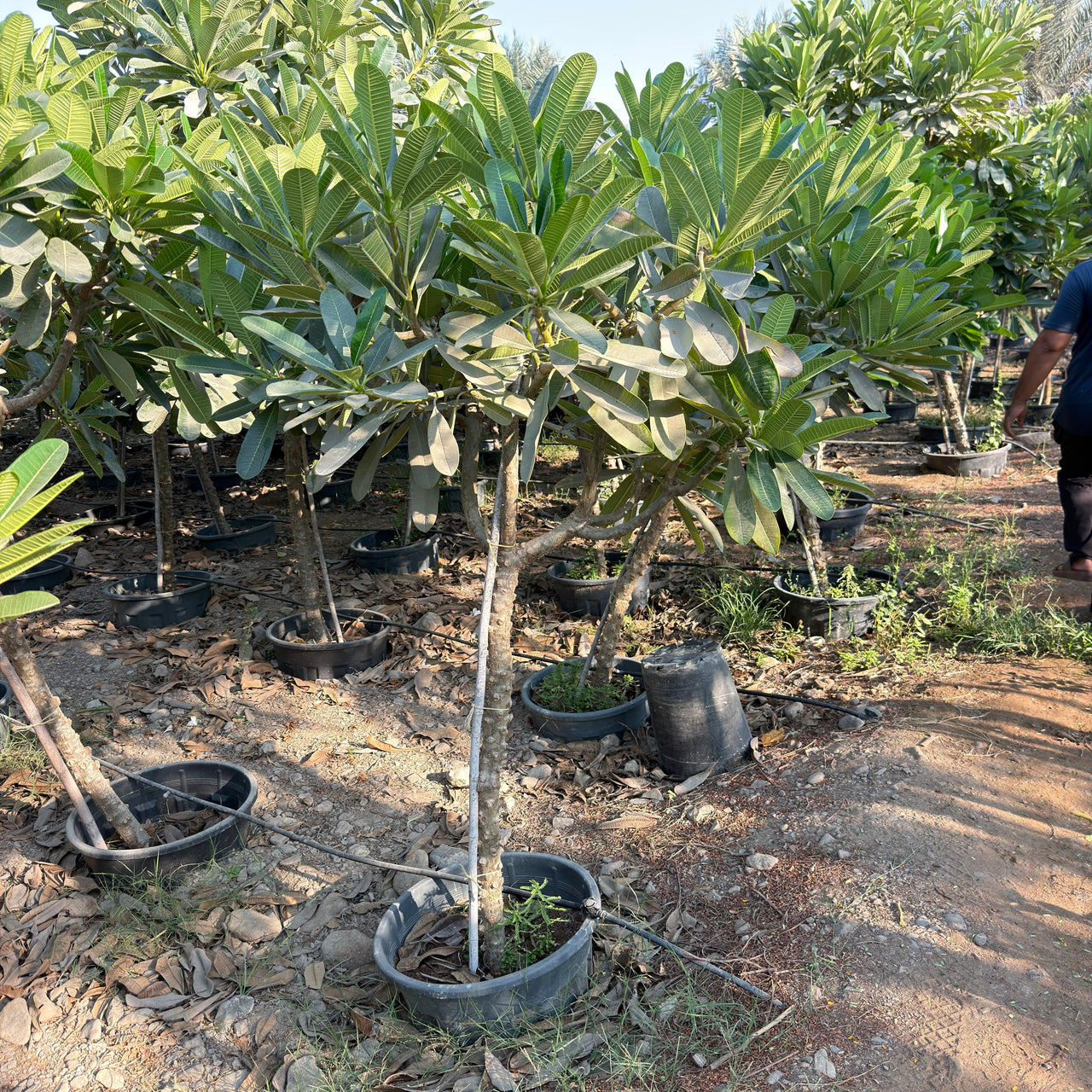 Plumeria Obtusa - Frangipani