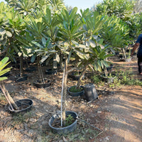 Plumeria Obtusa - Frangipani