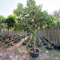Plumeria Obtusa - Frangipani