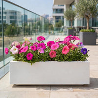 Petunia Flower Plants Mix Bundle (5–12cm) in GRP Planter – Multicolour Seasonal Outdoor Flowers | Dubai UAE
