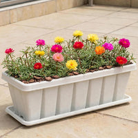 Portulaca Grandiflora – Rose Moss 5-12cm in Cedargrain Planter | Colourful Outdoor Flowering Plants Dubai UAE