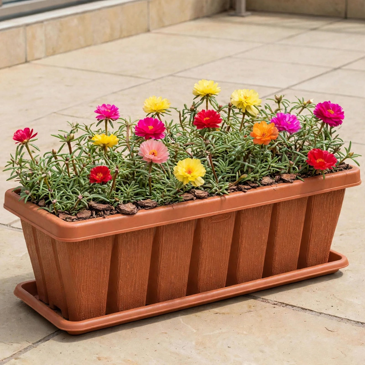 Portulaca Grandiflora – Rose Moss 5-12cm in Cedargrain Planter | Colourful Outdoor Flowering Plants Dubai UAE
