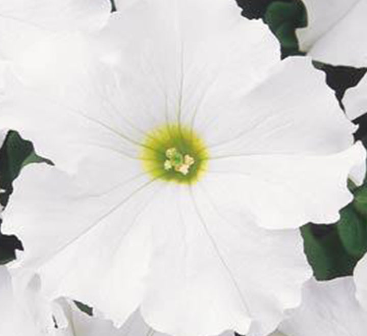 Petunia Mix Flowering Plant