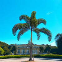 Wodyetia Bifurcata - Foxtail Palm