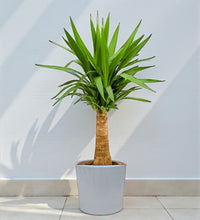 Spineless yucca - Yucca elephantipes