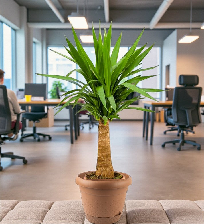 Spineless yucca - Yucca elephantipes