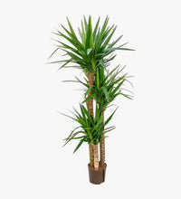 Spineless yucca (Yucca elephantipes)