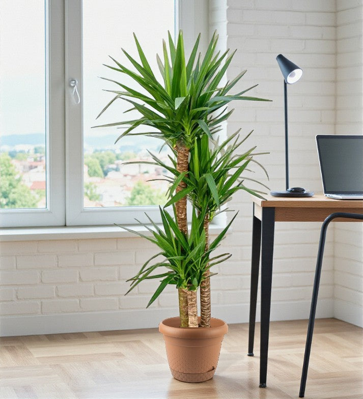 Spineless yucca - Yucca elephantipes