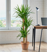 Spineless yucca - Yucca elephantipes