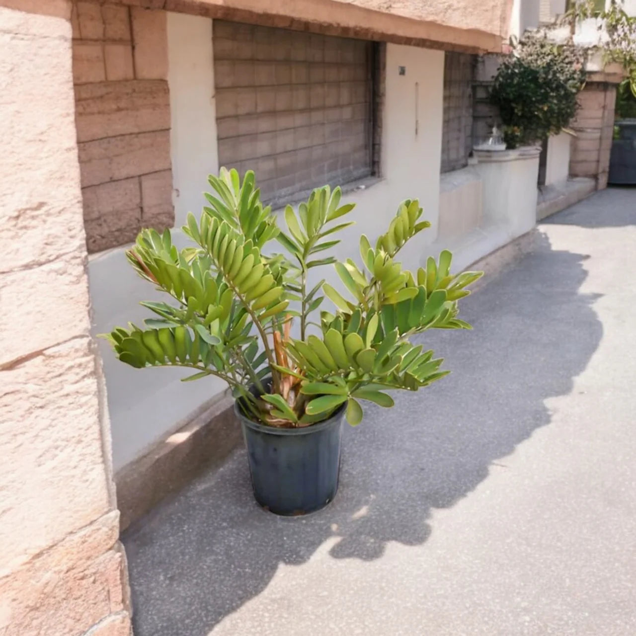 Cardboard Palm – Zamia Furfuracea 50 - 60cm