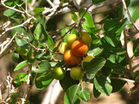 Ziziphus Spina Christi - Sidr Tree
