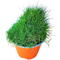 Zoysia Japonica – Korean Lawn Grass