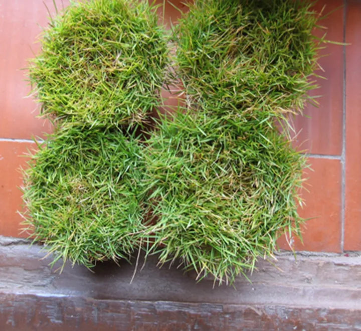 Zoysia Japonica – Korean Lawn Grass