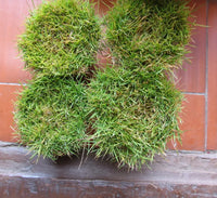 Zoysia Japonica – Korean Lawn Grass