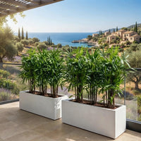 Lady Palm Luxury Bundle –  Rhapis Excelsa 100-130cm | GRP Pot 90x30x30cm