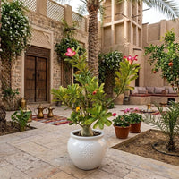 Adenium Obesum - Desert Rose