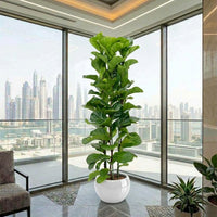 Ficus Lyrata – Fiddle Leaf Fig – Fig Tree