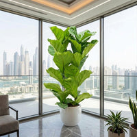 Ficus Lyrata – Fiddle Leaf Fig – Fig Tree