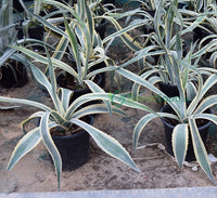 Agave Americana Marginata 