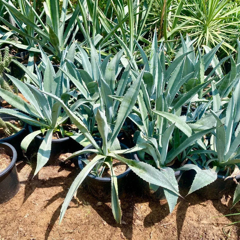 Agave Americana or Century Plant