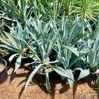 Agave Americana or Century Plant