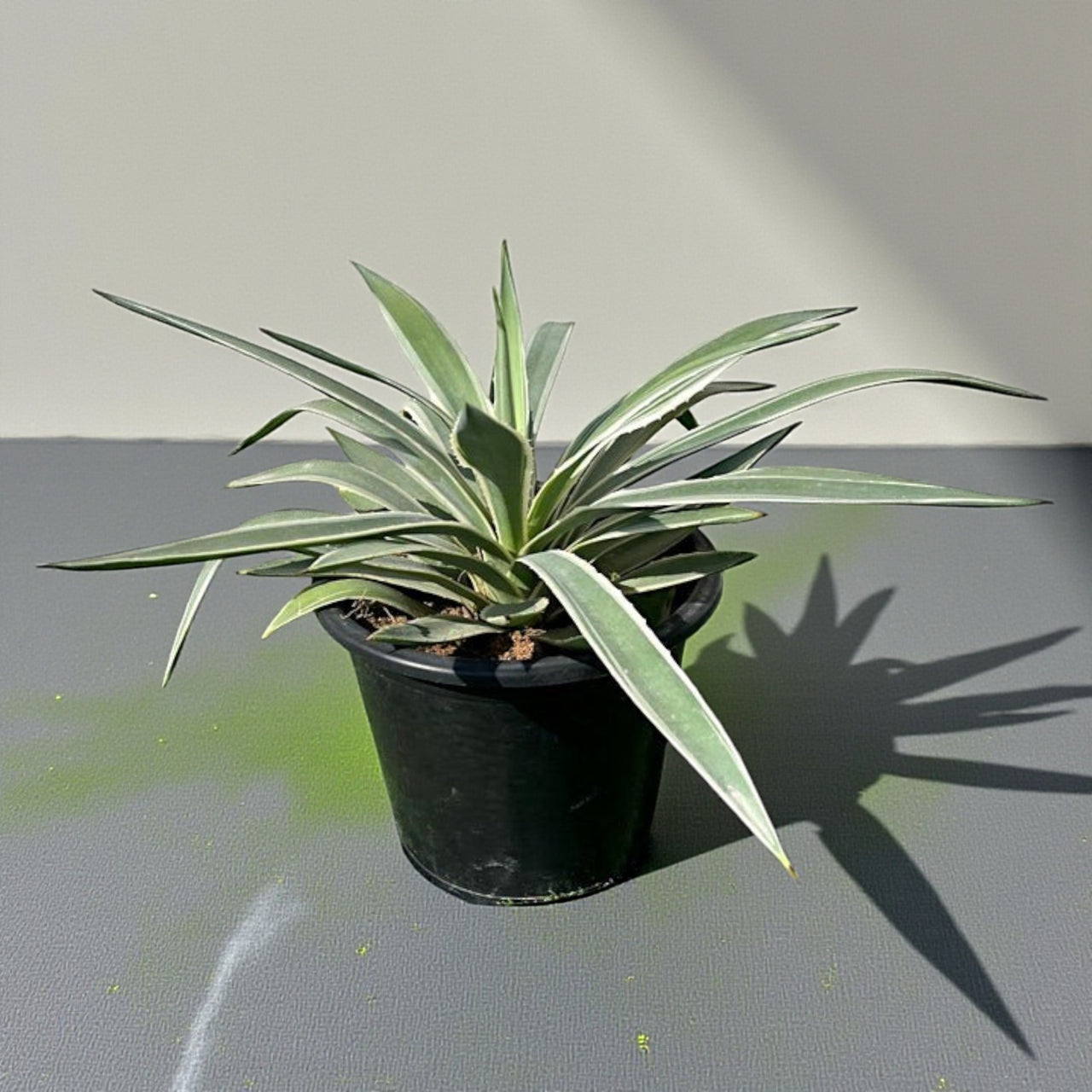 Agave angustifolia or Caribbean agave 30 - 50cm spread