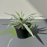 Agave angustifolia or Caribbean agave 30 - 50cm spread