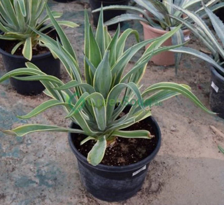 Agave Attenuata or Spineless century plant