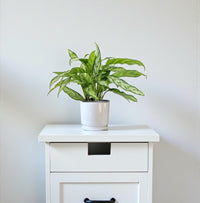 Aglaonema - Silver Queen