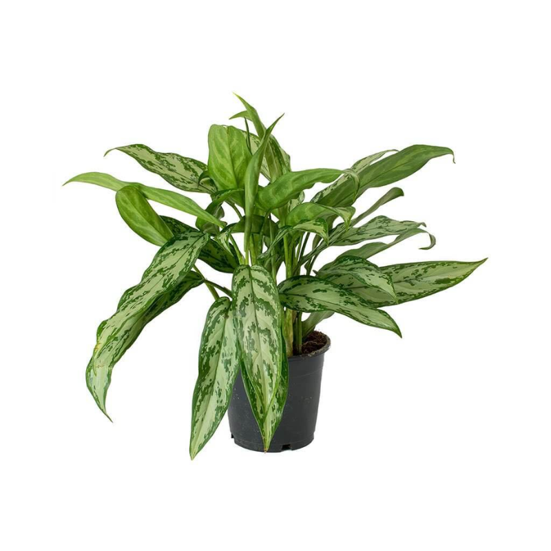 Aglaonema Plant - Chinese Evergreen