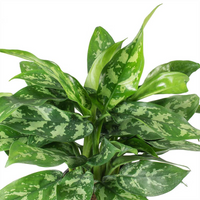 Aglaonema Plant - Chinese Evergreen