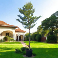 Bucida Buceras - Black Olive Tree