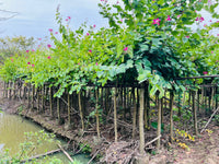 Bauhinia purpurea - Purple Orchid Tree