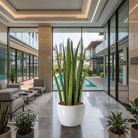 Sansevieria Zeylanica 40–50cm - Snake Plant