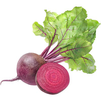 Beetroot Plant (Beta vulgaris)