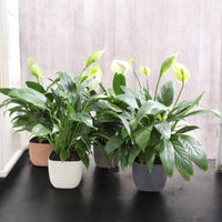 Spathiphyllum Plant - Peace Lily - White Sails - Spathe Flower