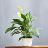 Spathiphyllum Plant - Peace Lily - White Sails - Spathe Flower