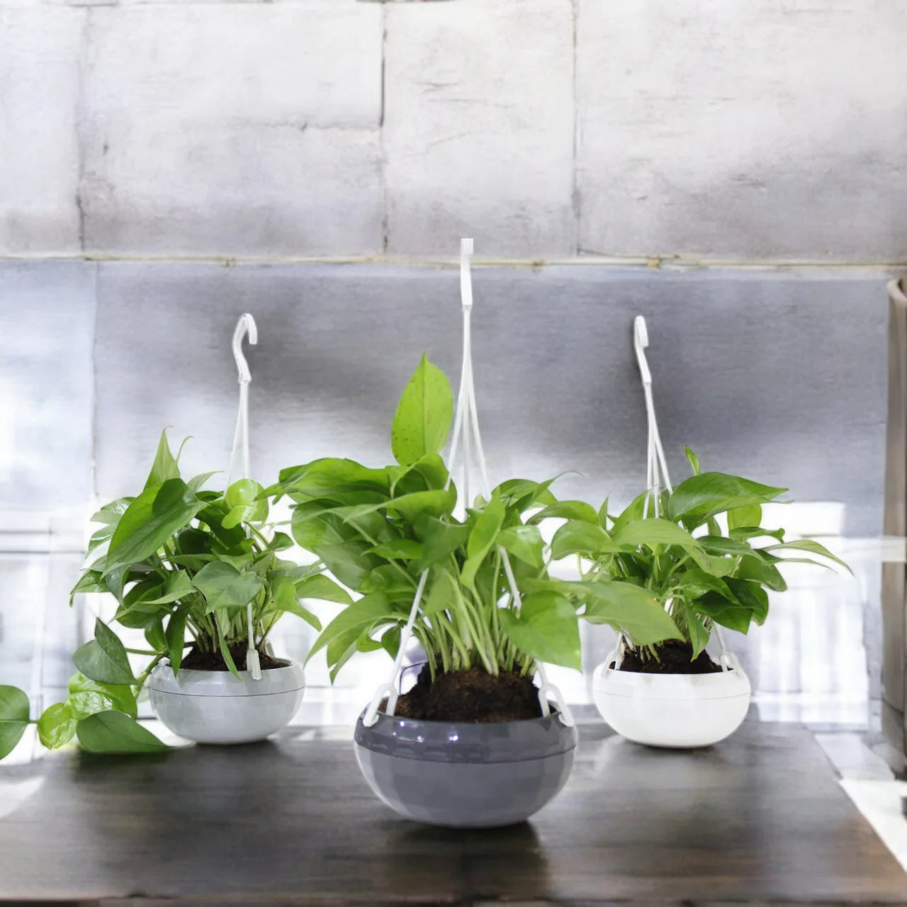 Money Plant in Plastic Hanging Pot